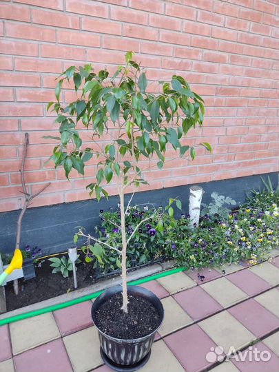 Фикус бенджамина