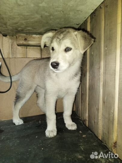 Собаки щенки бесплатно