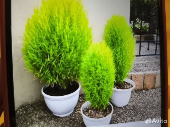 Рассада кохии султан однолетник до 1,5м позд.осен