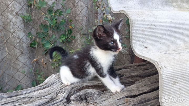 Отдам котят бесплатно