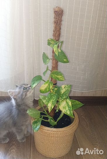 Сцендапсус. Сансевьерия. Юкка. Панданус