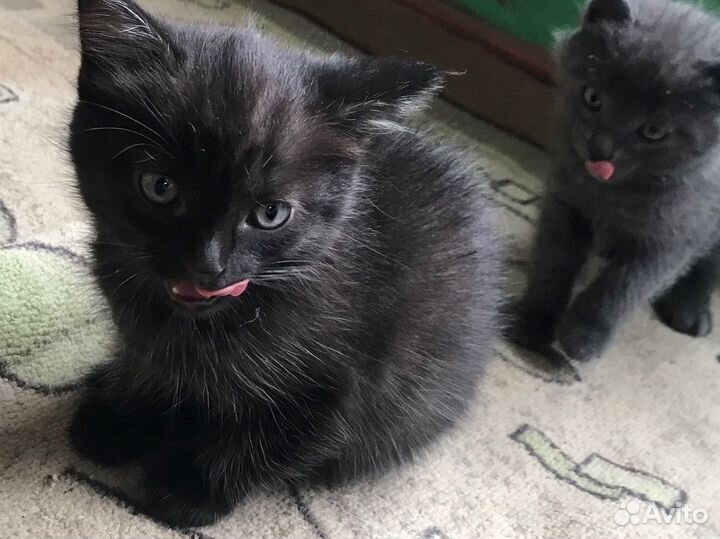 Отдам в добрые руки голубоглазых малюток (4мес)