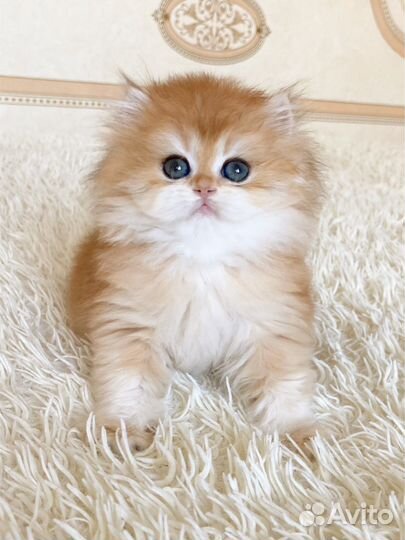 Золотая шиншилла ny 12