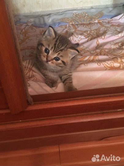 Британские котята