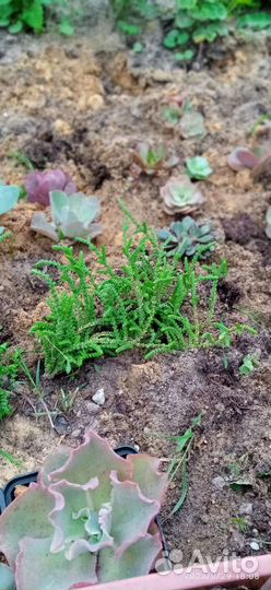 Суккуленты