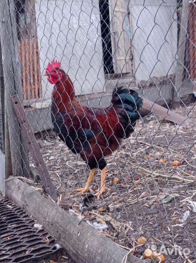 Петух на племя