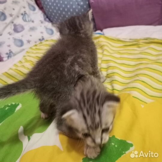 Кошки породистые бесплатно