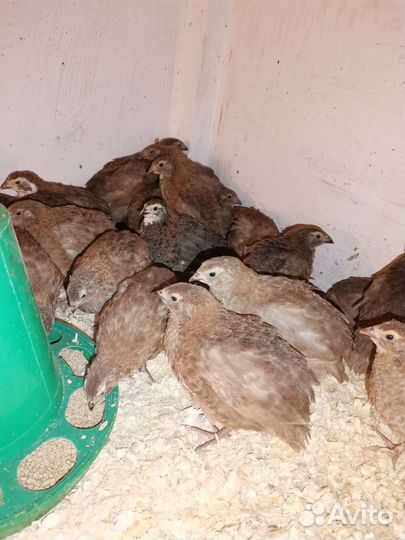 Перепела Селадон, Техасцы