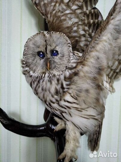 Чучело совы