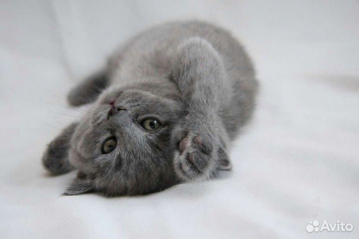 Дымчатый котенок