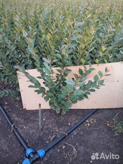 Кизильник блестящий