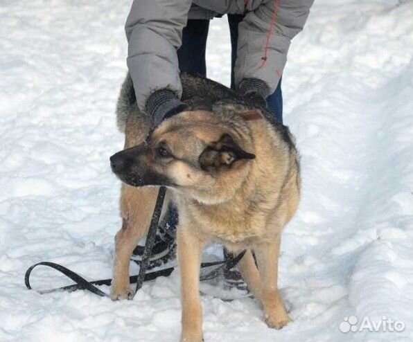 Собака Альфа в добрые руки