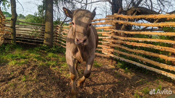 Бычек на племя