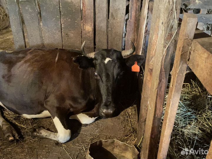Продам дойных, стельных коров