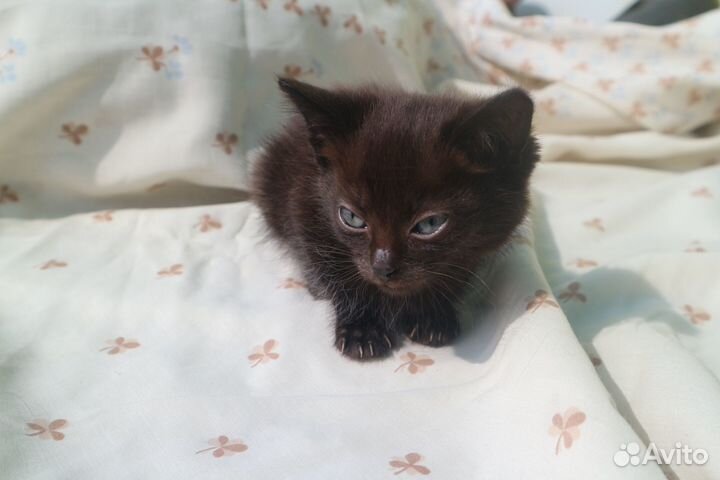 Отдам котят