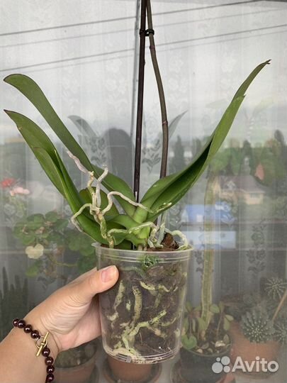 Орхидея фаленопсис биг лип