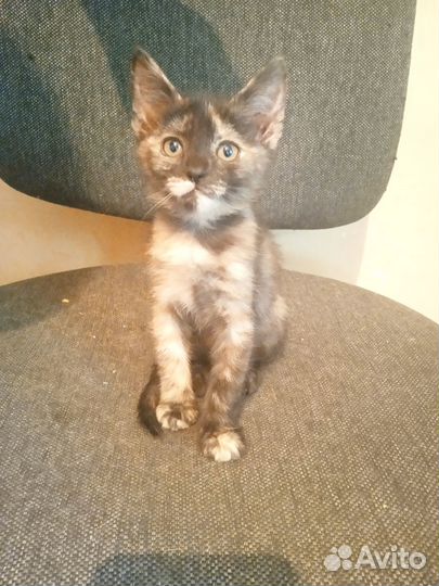 Кошка в дар бесплатно