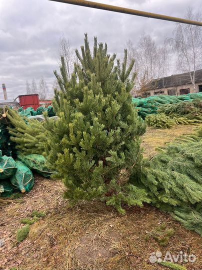 Сосны новогодние опт