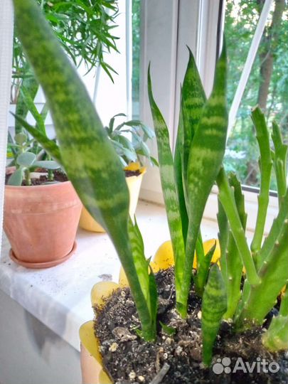 Сансевиерия стапелия