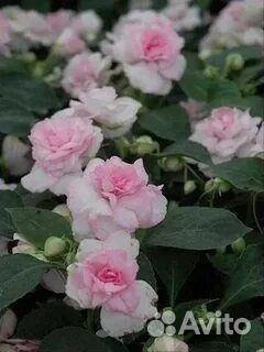 Бальзамин уоллера musica princess