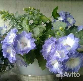 Кампанула жених и невеста