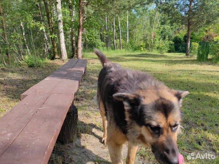 Собака найдена