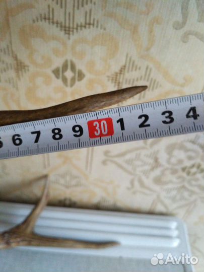 Рога косули