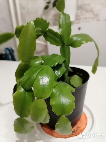 Педилантус, пеперомия, декабрист