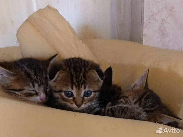 Котята в добрые руки в дар