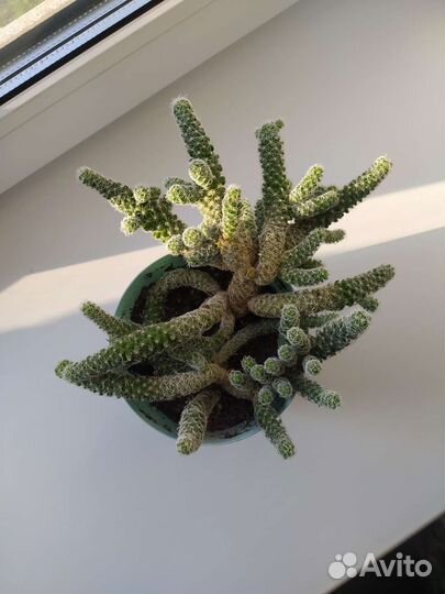 Кактус (на брони)