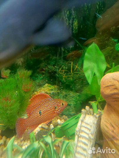 Мальки рыбок