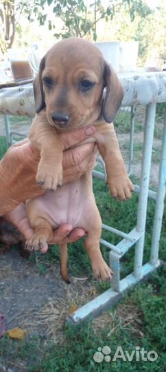 Щенки минеотюрной тасы