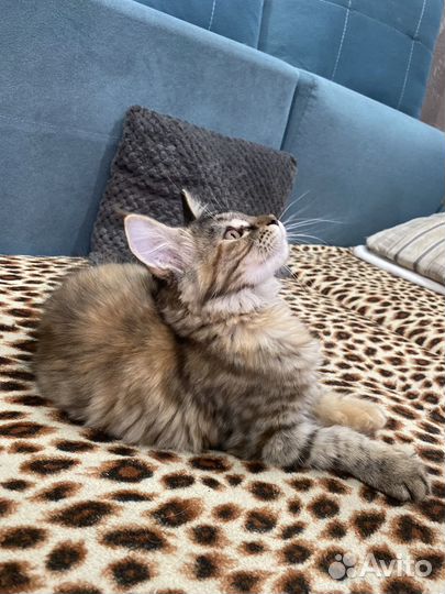 Котята мейкун