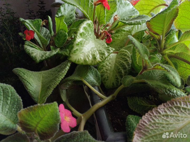 Красивоцветущие растения 1