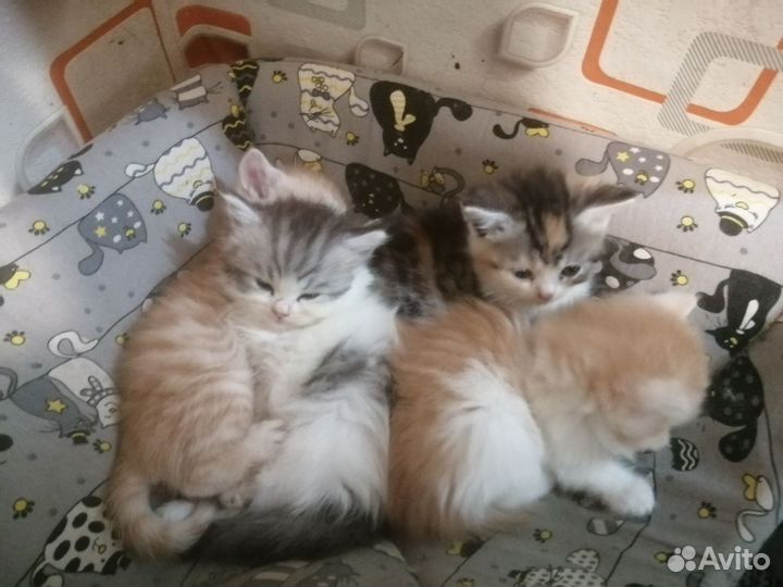 Персидская