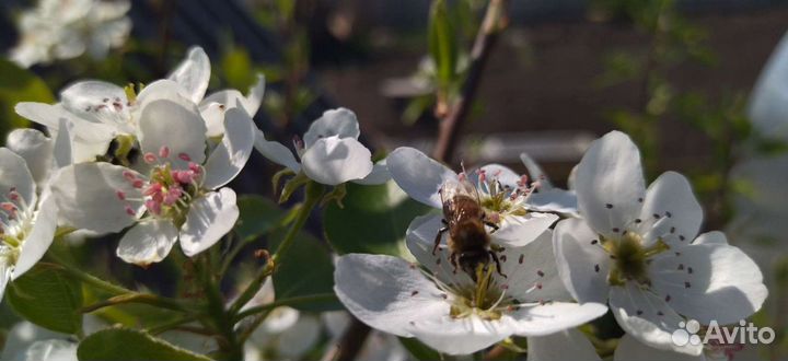 Матки Бакфаст F1 2024