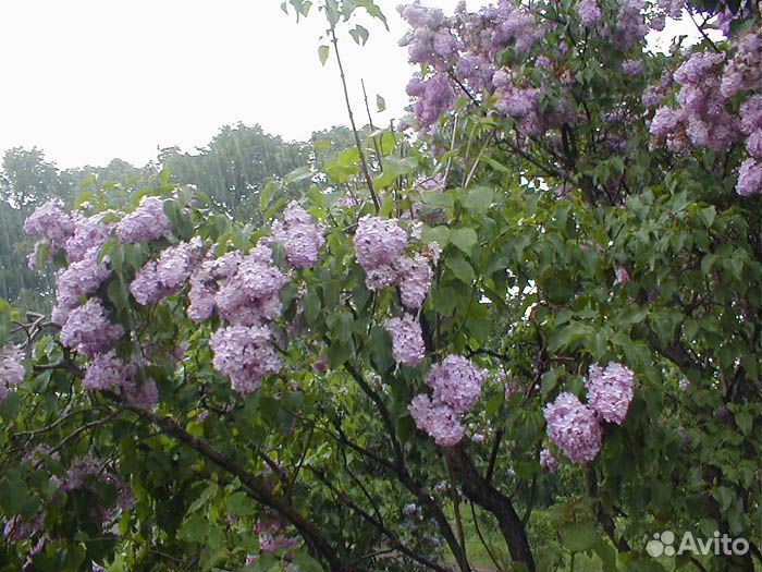 Саженцы сирени и рябины