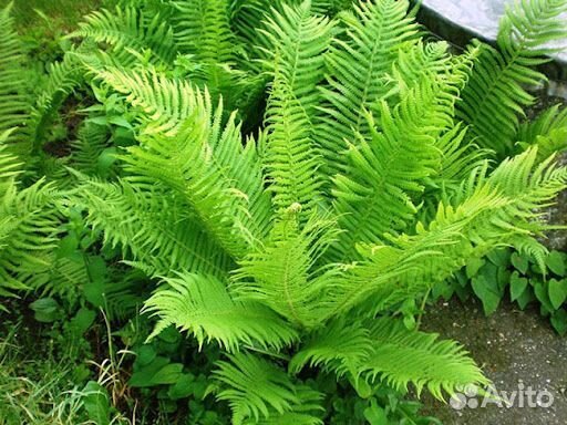 Цветы многолетники