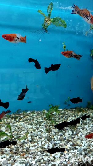 Аквариумные рыбки