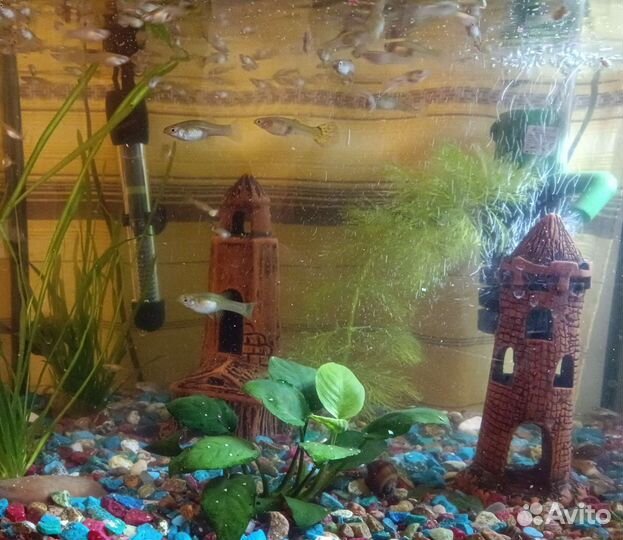 Рыба, Гуппи обыкновенная