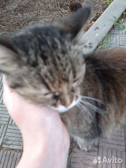 Отдам кота в добрые руки