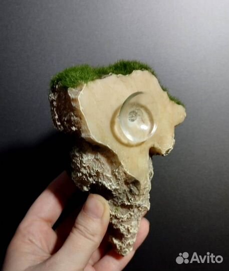 Декорация (мангровое дерево)