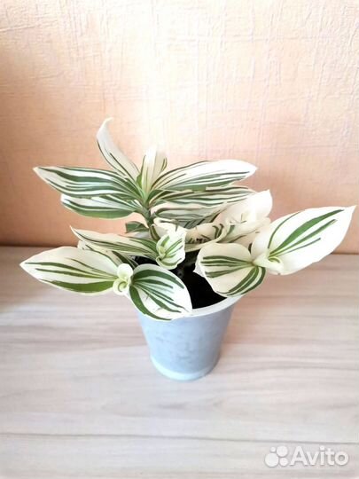 Комнатные цветы (Традесканция(альба) Хлорофитум