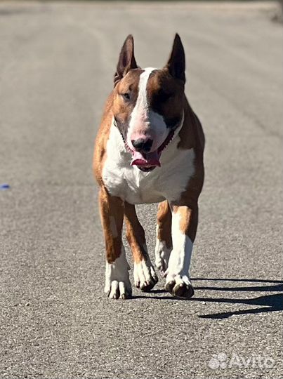 Стандартный бультерьер Вязка/есть щенки