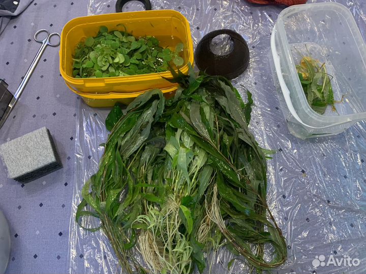 Пистия и лимонник