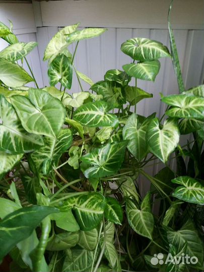 Дендробиум