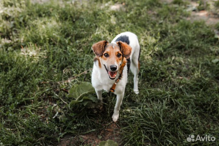 Метис Джек-рассел-терьера