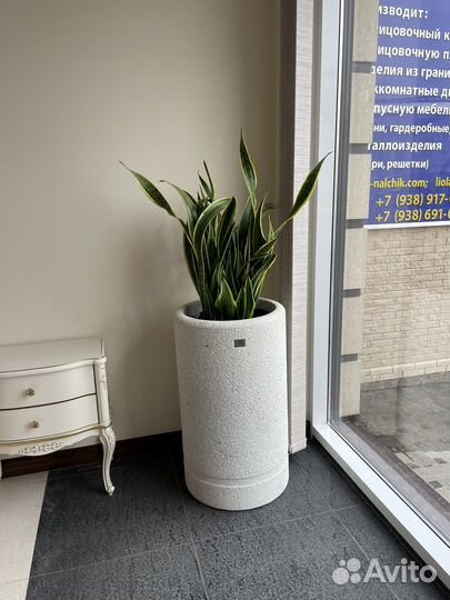 Сансевьерия