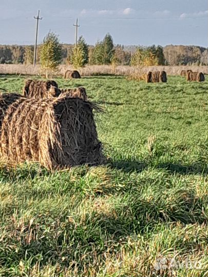 Продам сено в рулонах