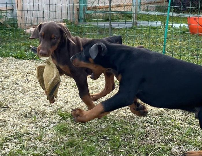 Щенки добермана с документами